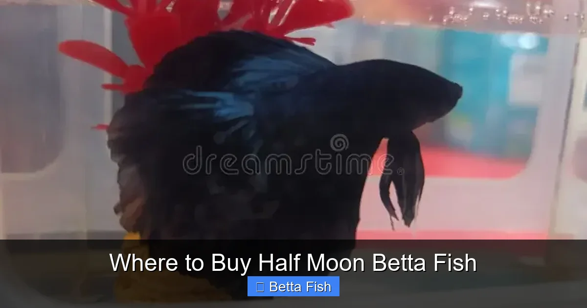 Where to Buy Half Moon Betta Fish