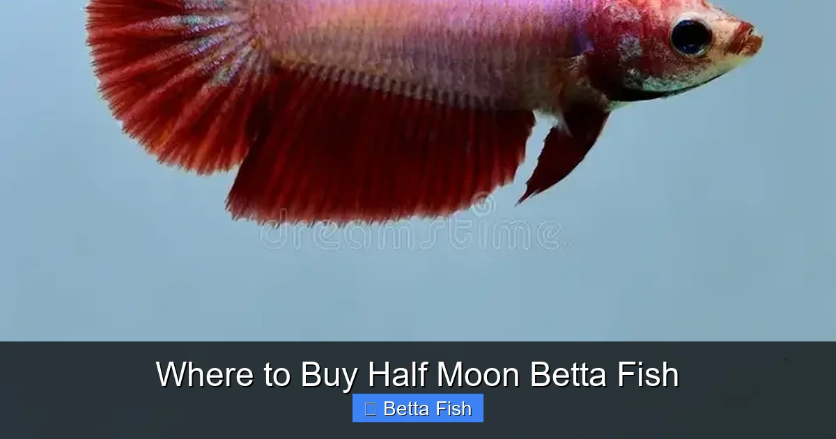 Where to Buy Half Moon Betta Fish