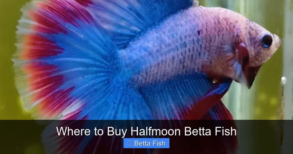 Where to Buy Halfmoon Betta Fish