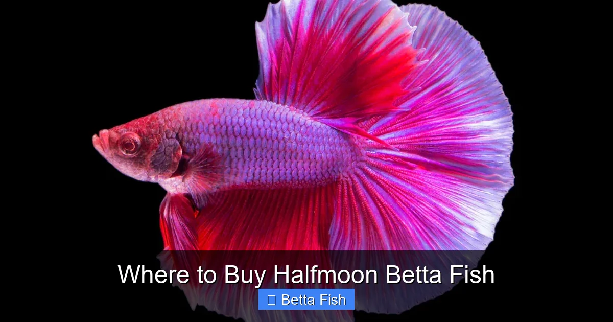 Where to Buy Halfmoon Betta Fish