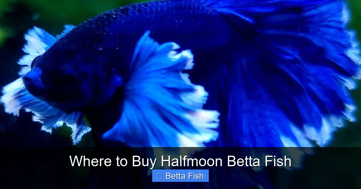 Where to Buy Halfmoon Betta Fish