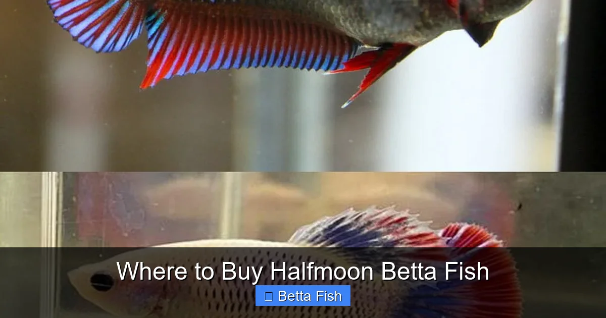 Where to Buy Halfmoon Betta Fish