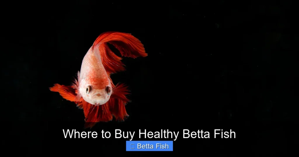 Where to Buy Healthy Betta Fish