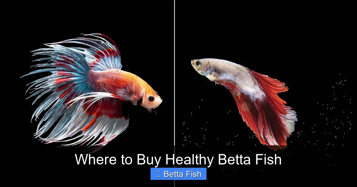 Where to Buy Healthy Betta Fish