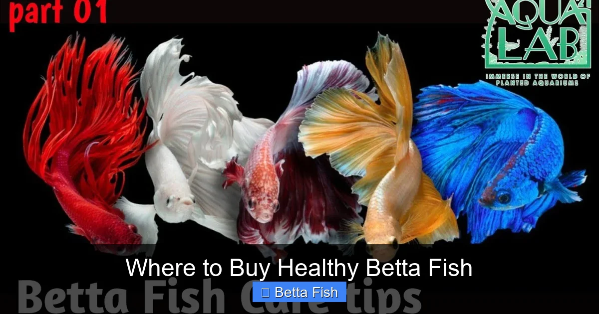 Where to Buy Healthy Betta Fish