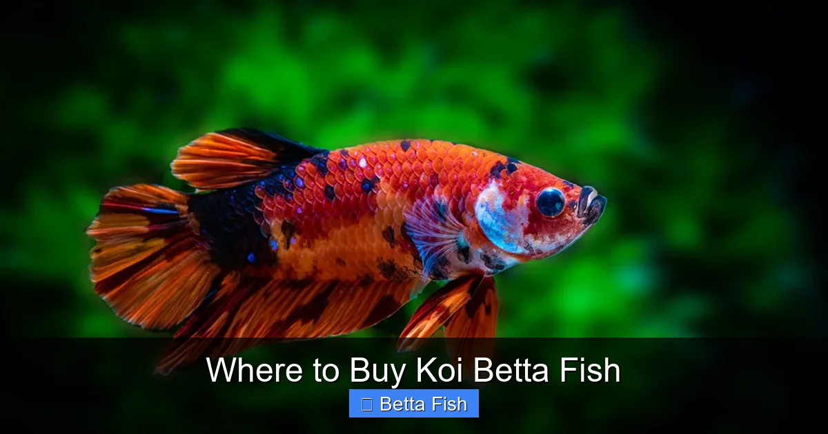 Where to Buy Koi Betta Fish