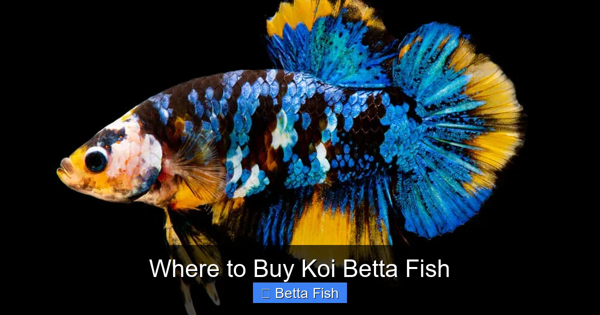 Where to Buy Koi Betta Fish