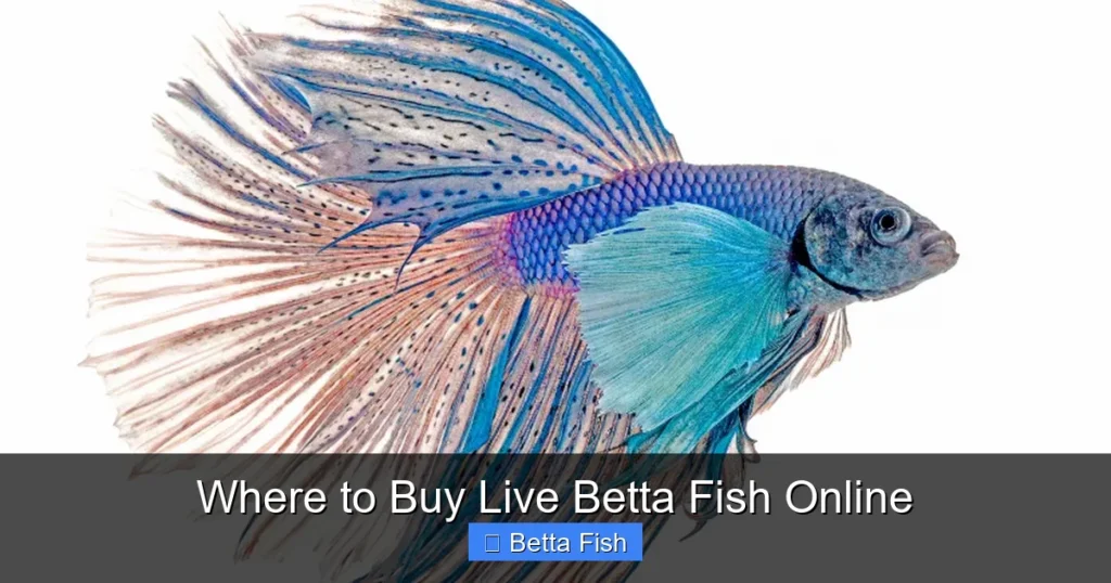 Where to Buy Live Betta Fish Online