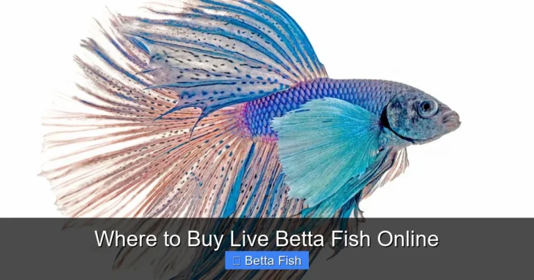 Where to Buy Live Betta Fish Online
