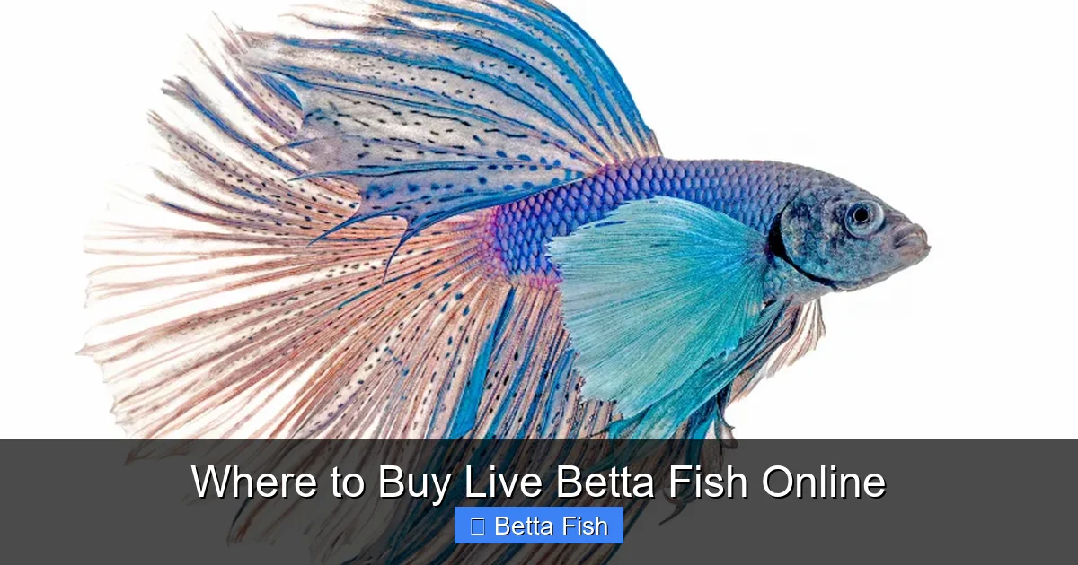 Where to Buy Live Betta Fish Online