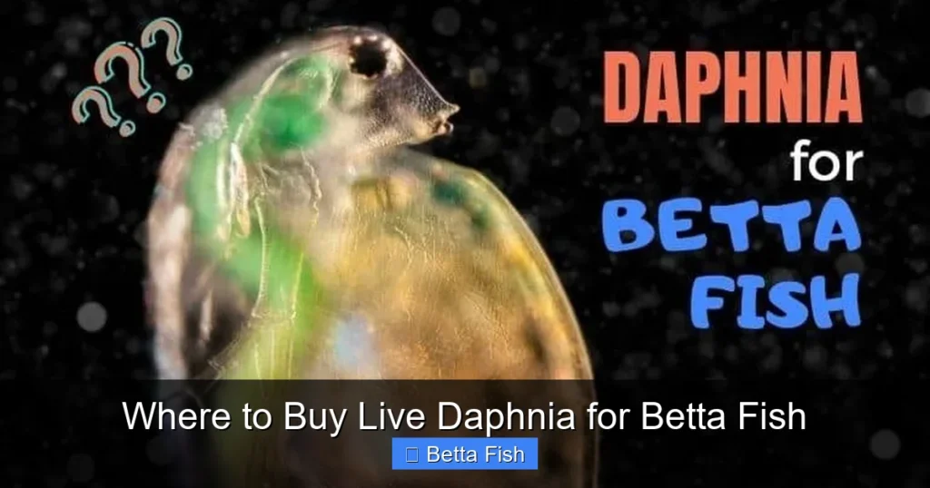 Where to Buy Live Daphnia for Betta Fish