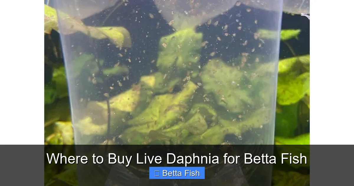 Where to Buy Live Daphnia for Betta Fish