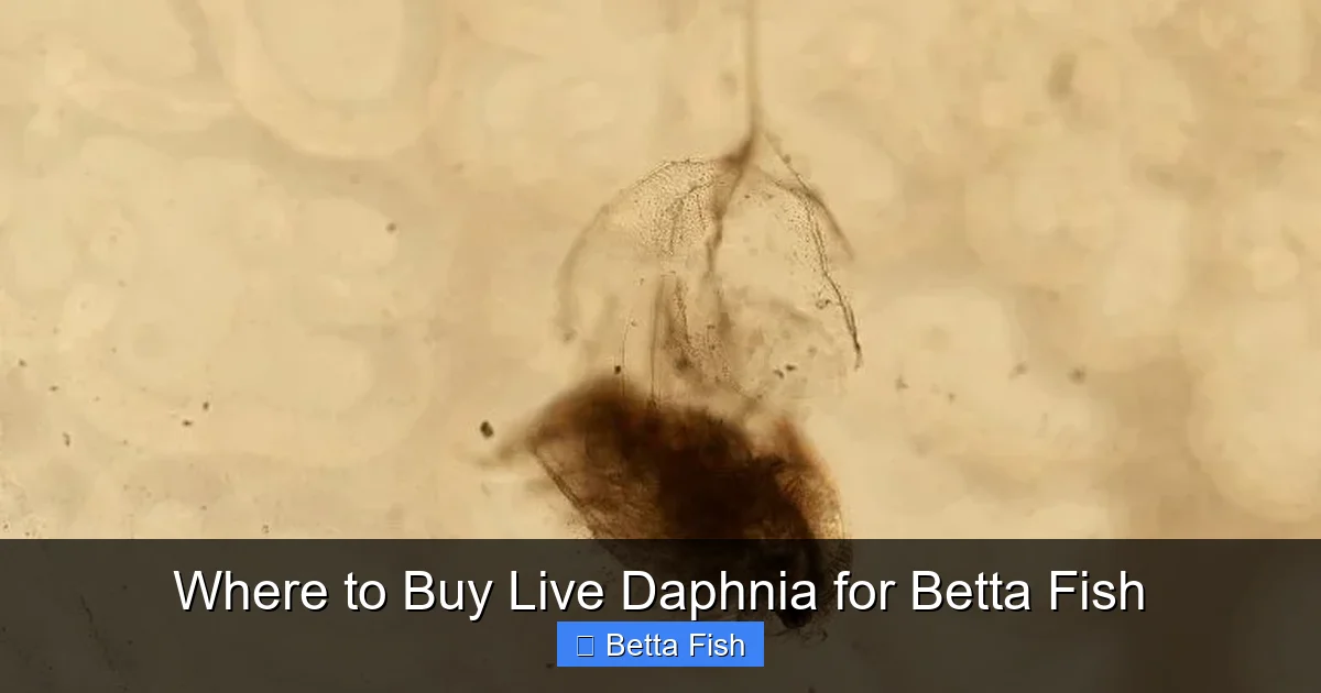 Where to Buy Live Daphnia for Betta Fish