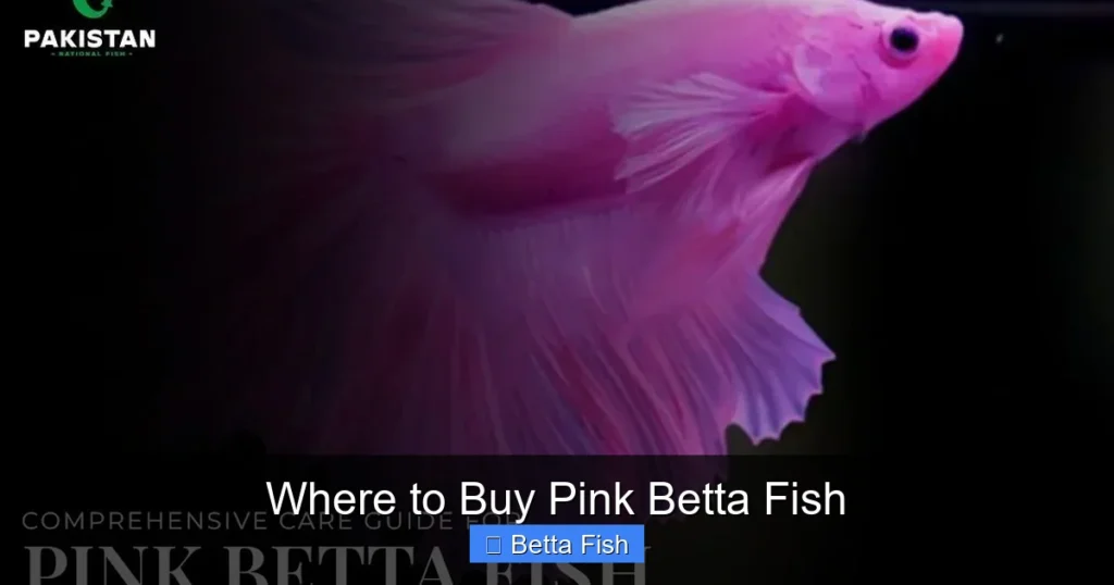 Where to Buy Pink Betta Fish