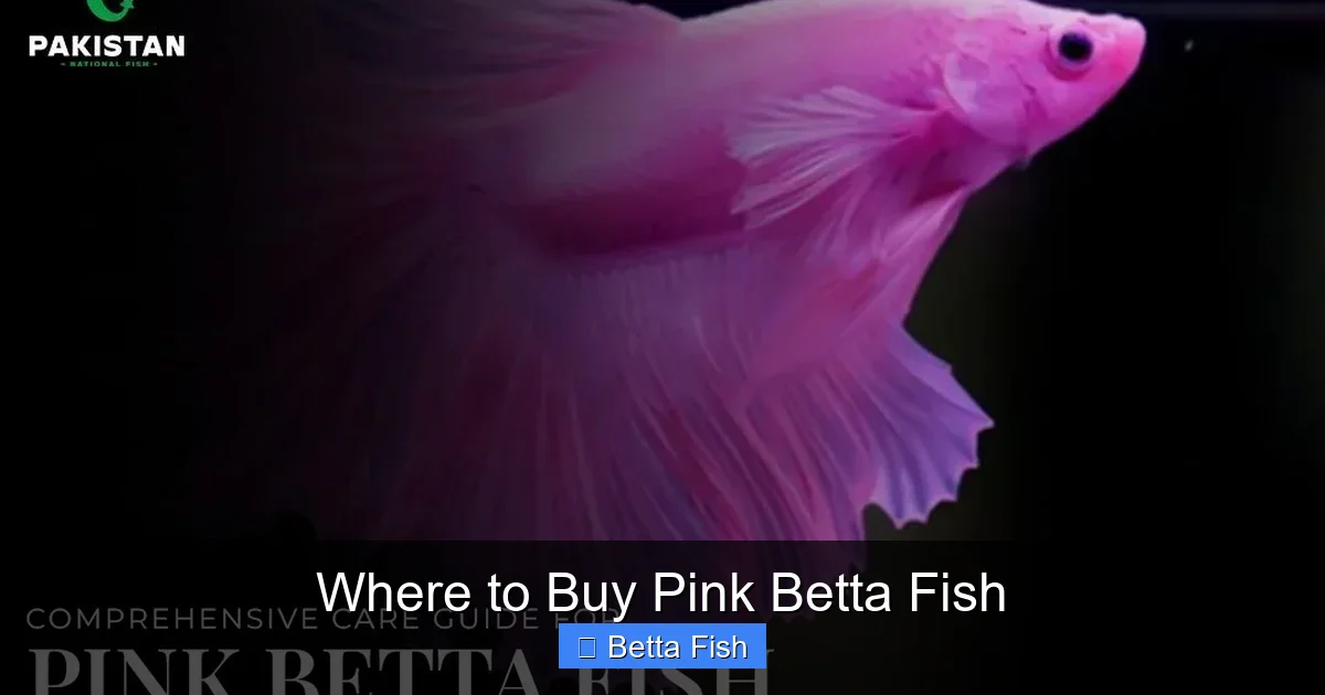 Where to Buy Pink Betta Fish