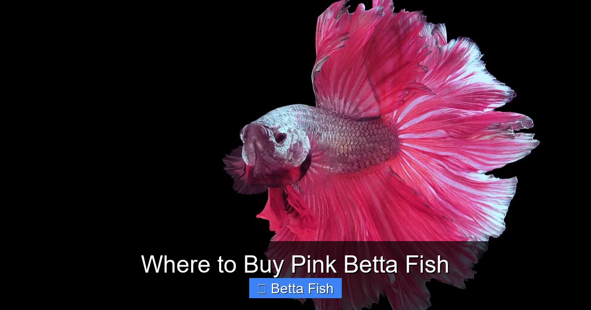 Where to Buy Pink Betta Fish