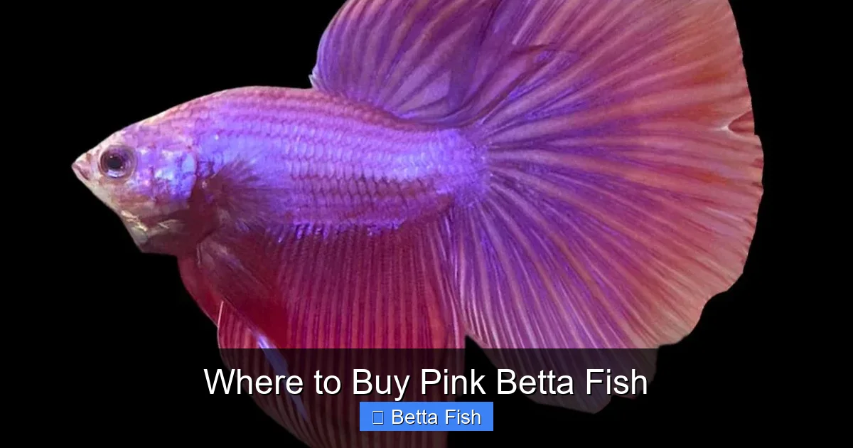 Where to Buy Pink Betta Fish