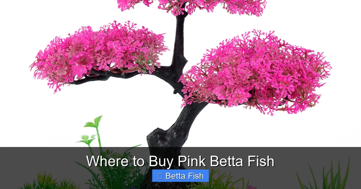 Where to Buy Pink Betta Fish