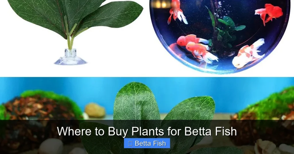 Where to Buy Plants for Betta Fish