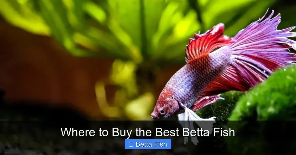 Where to Buy the Best Betta Fish
