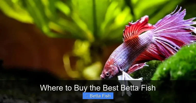 Where to Buy the Best Betta Fish