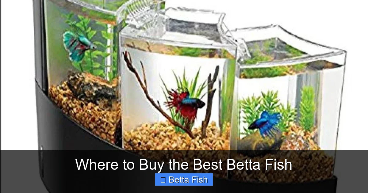 Where to Buy the Best Betta Fish
