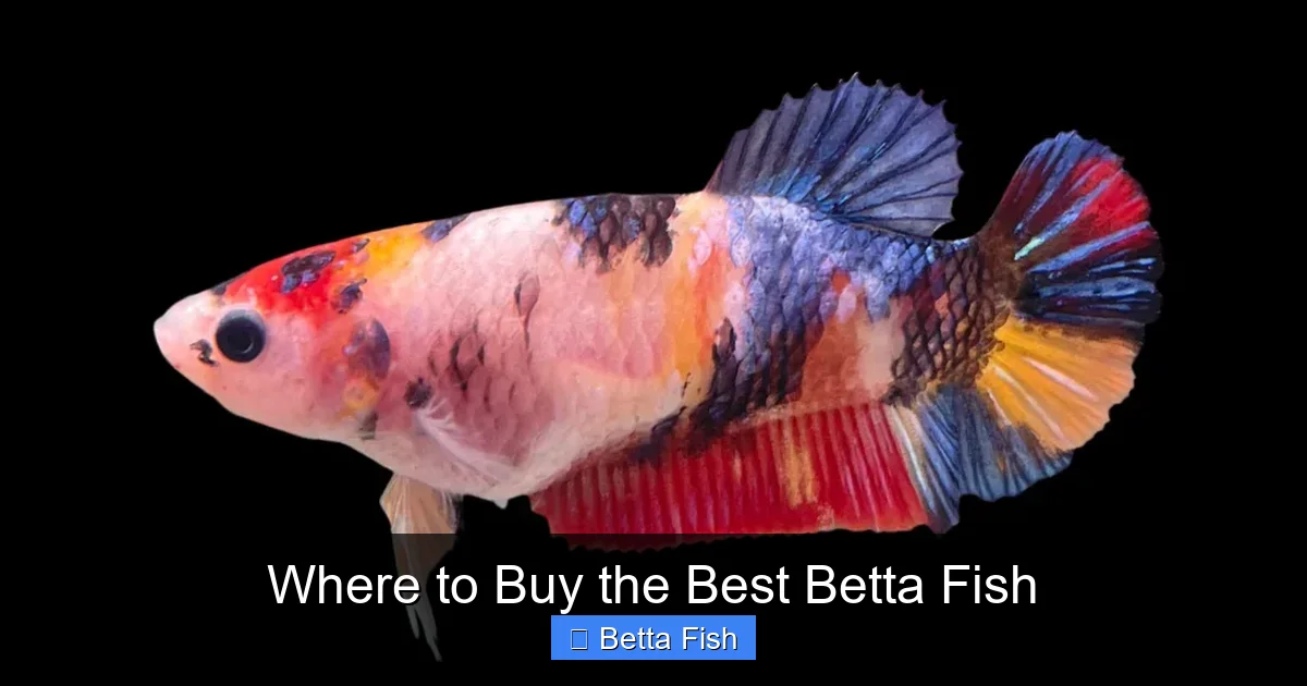 Where to Buy the Best Betta Fish