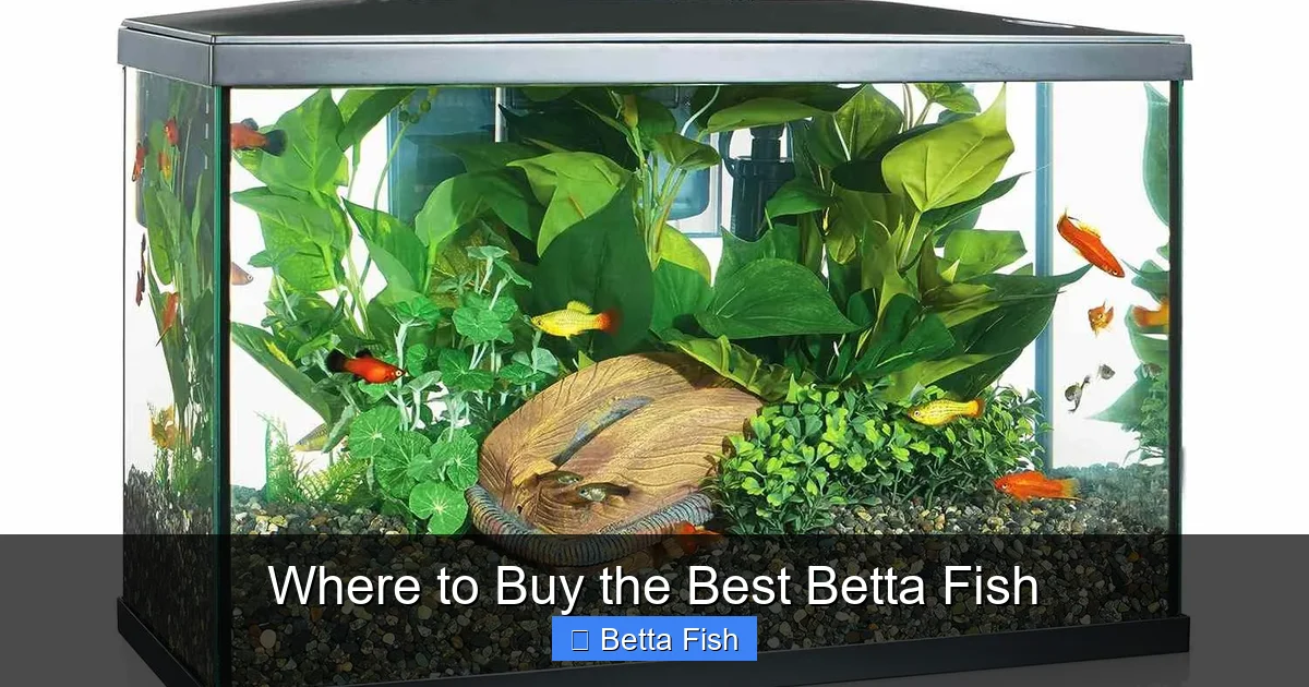 Where to Buy the Best Betta Fish