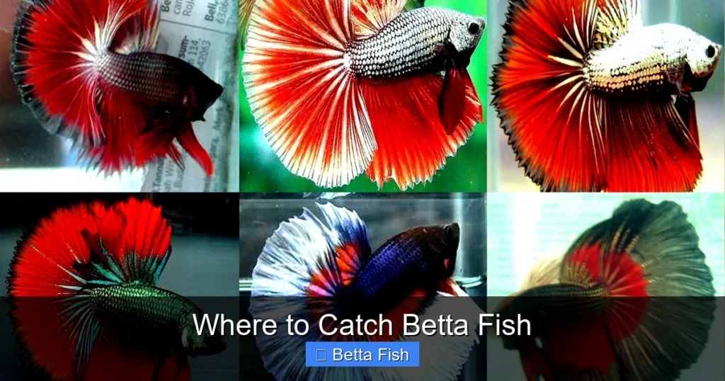 Where to Catch Betta Fish