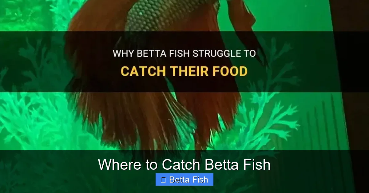 Where to Catch Betta Fish