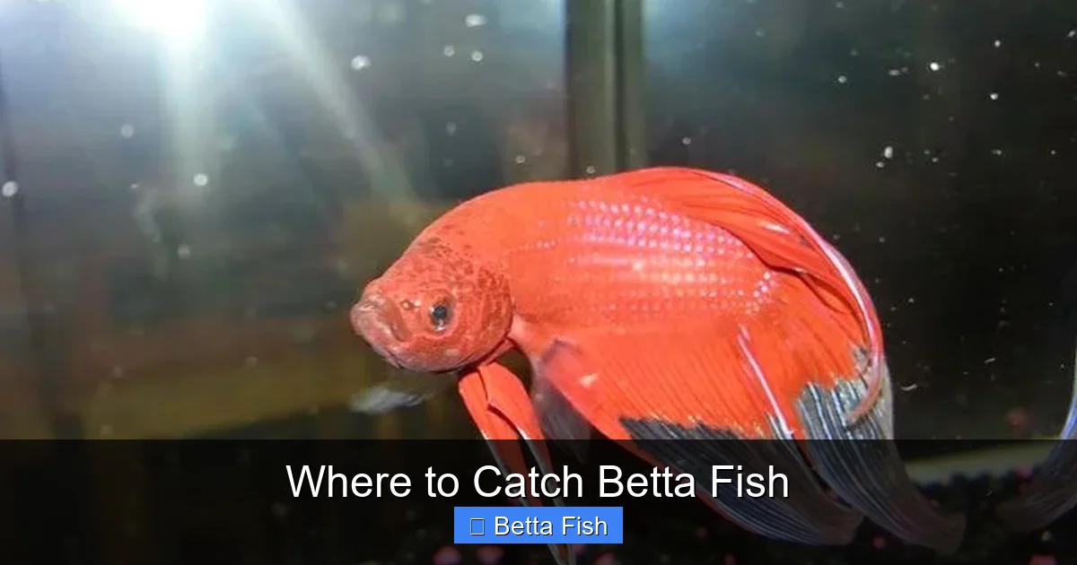 Where to Catch Betta Fish