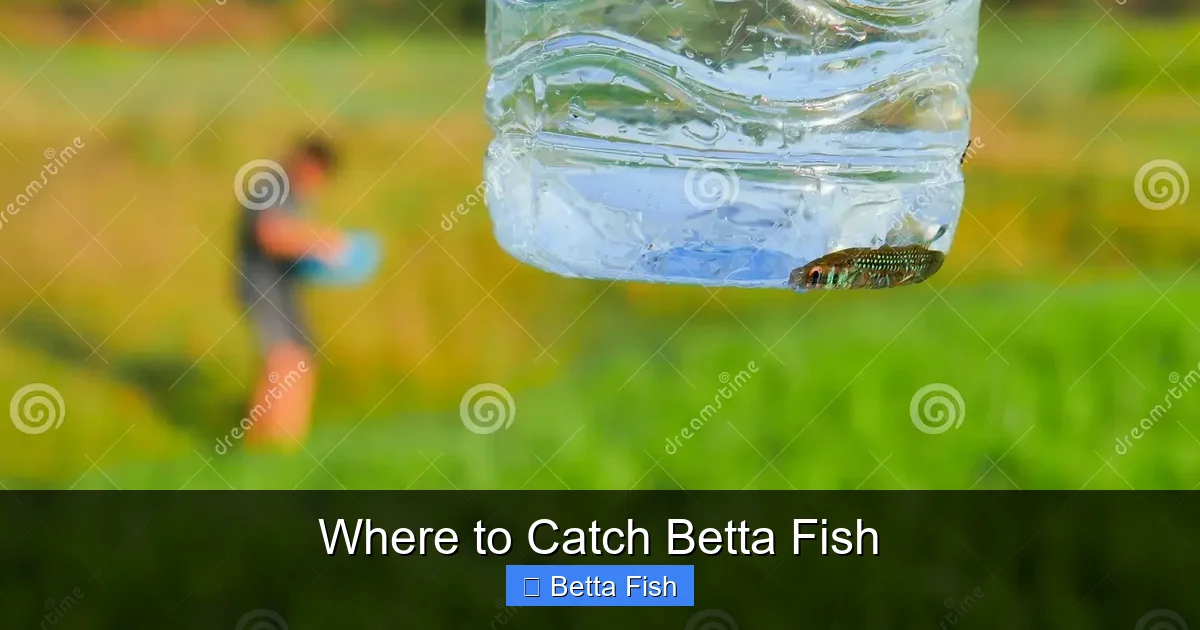 Where to Catch Betta Fish