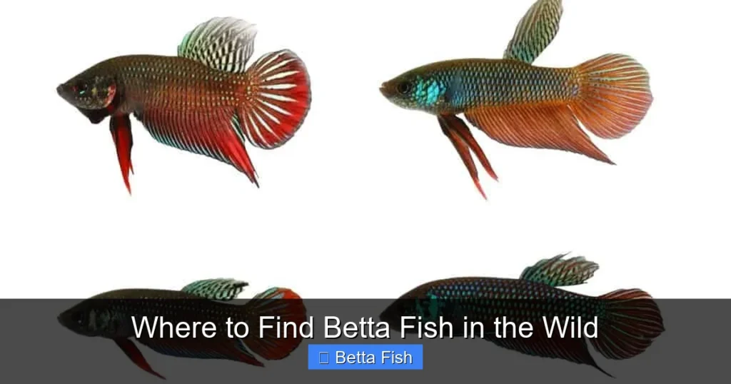 Where to Find Betta Fish in the Wild