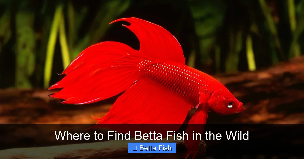 Where to Find Betta Fish in the Wild