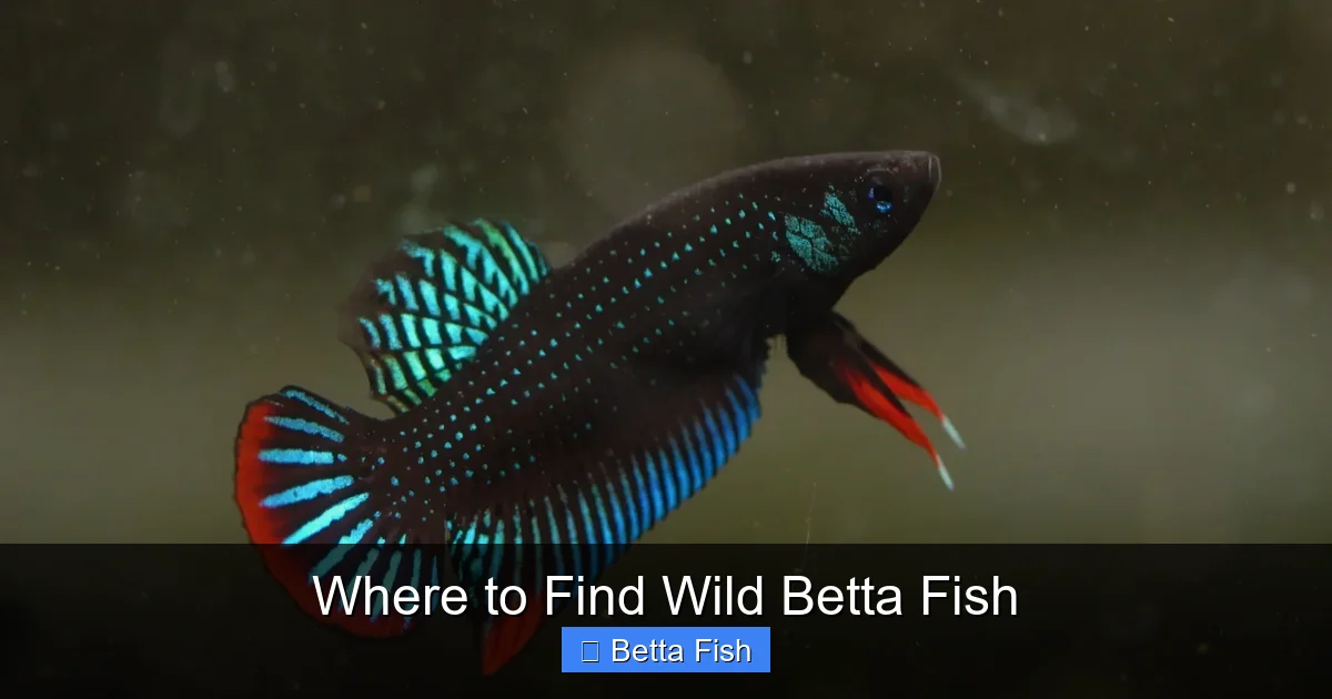 Where to Find Wild Betta Fish
