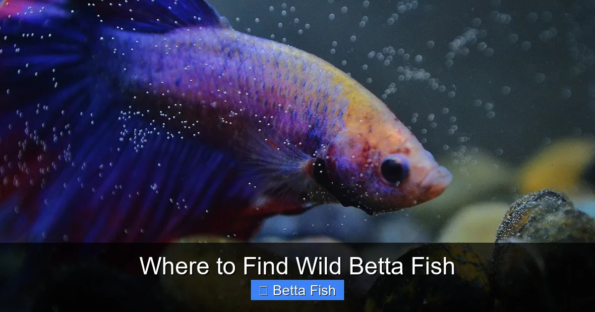 Where to Find Wild Betta Fish