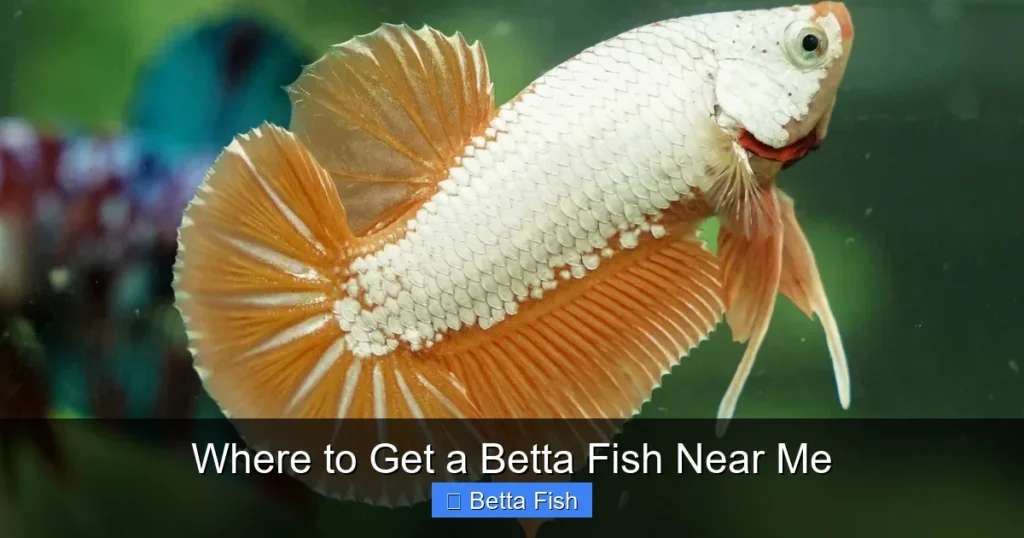 Where to Get a Betta Fish Near Me