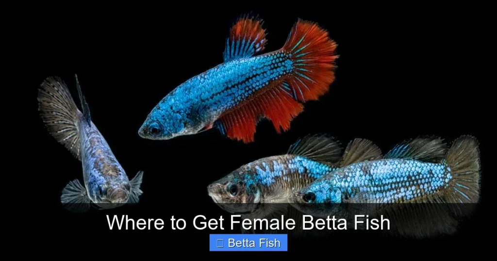 Where to Get Female Betta Fish