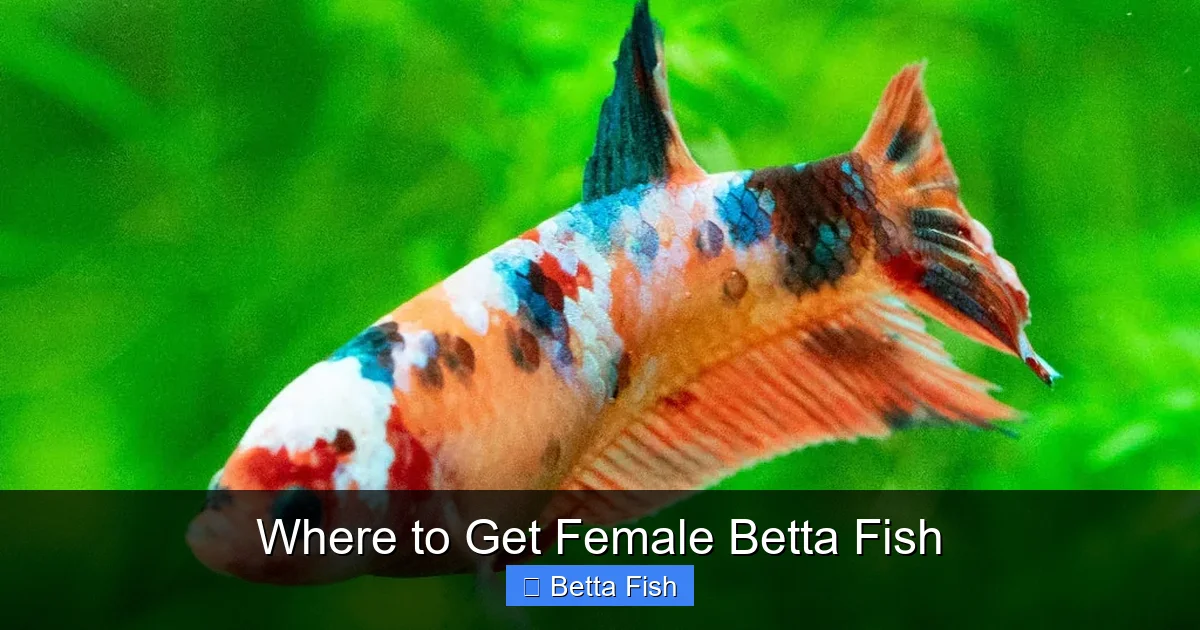 Where to Get Female Betta Fish