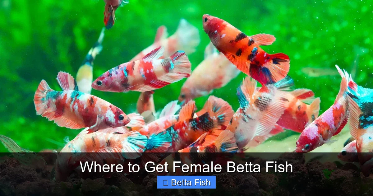 Where to Get Female Betta Fish