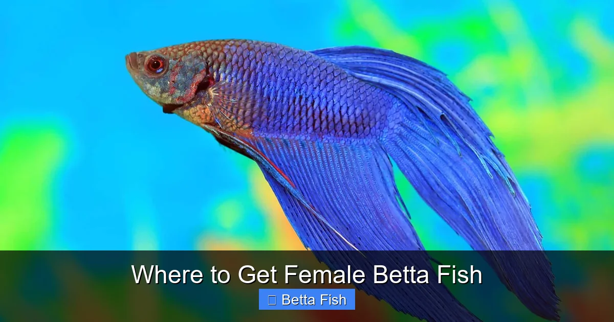 Where to Get Female Betta Fish