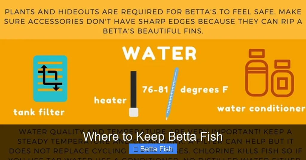 Where to Keep Betta Fish