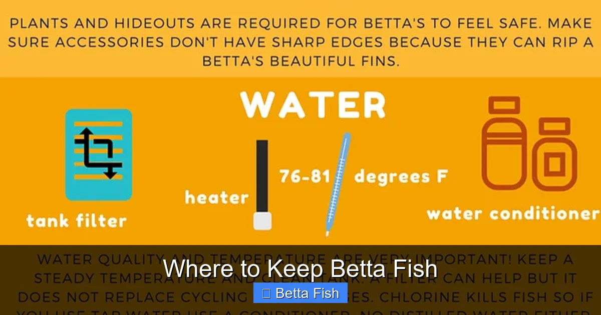 Where to Keep Betta Fish
