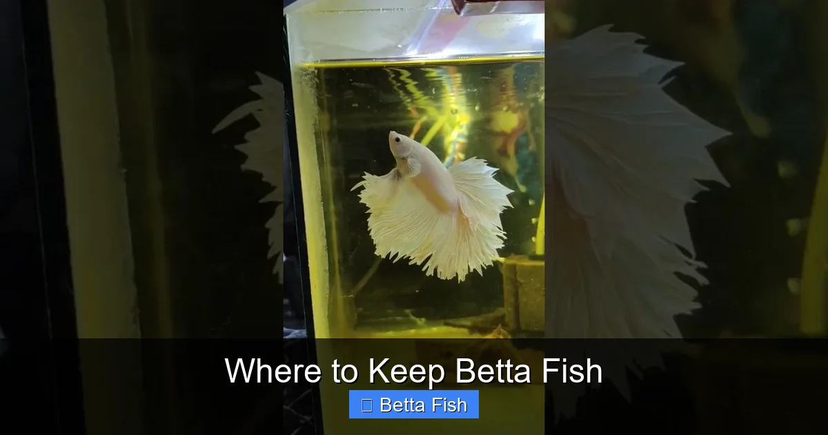 Where to Keep Betta Fish
