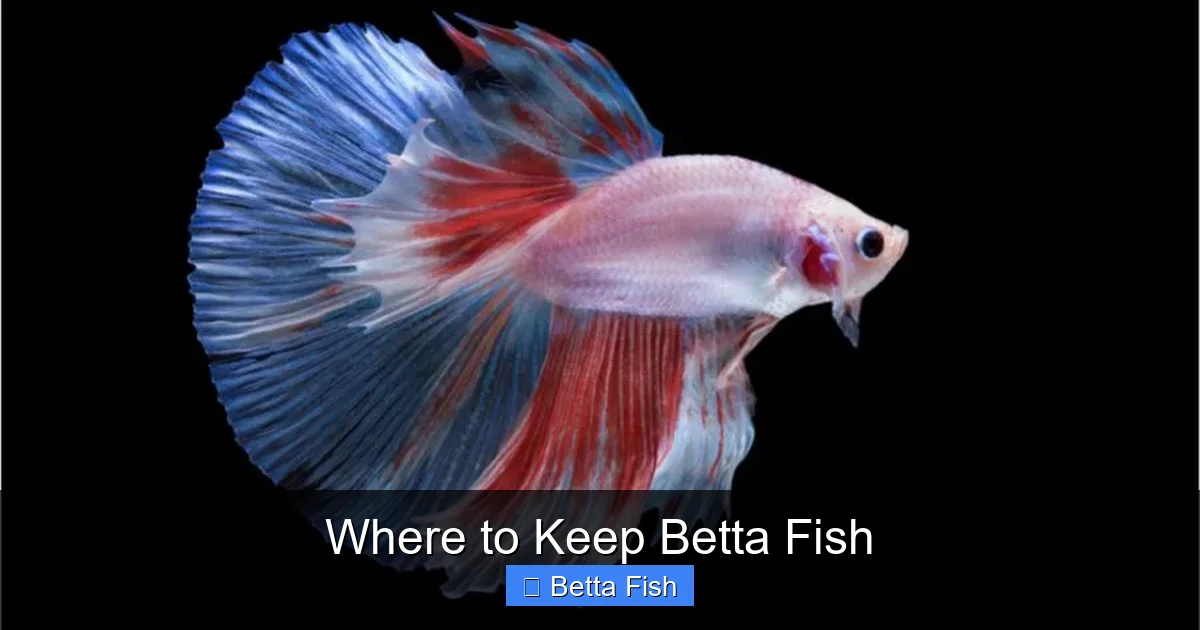 Where to Keep Betta Fish