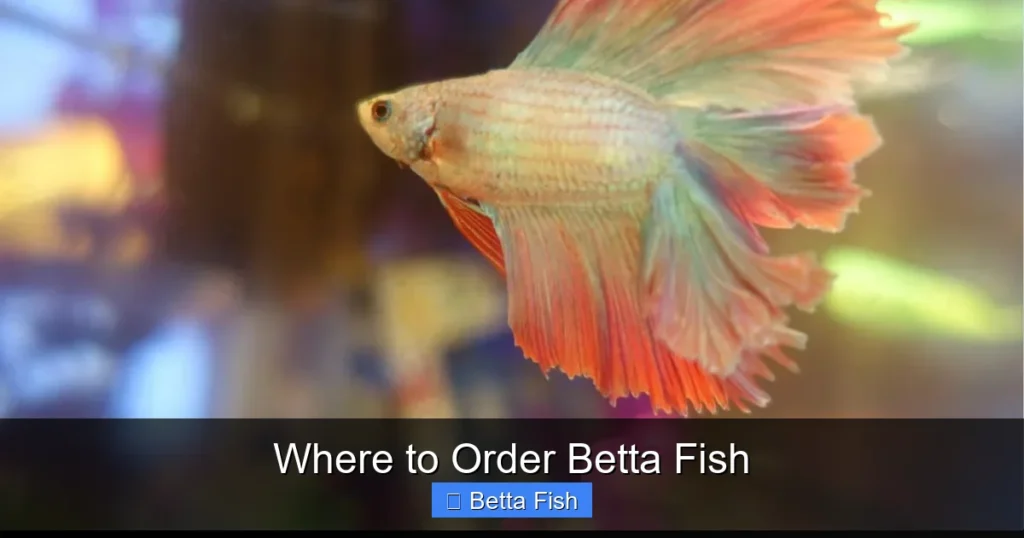 Where to Order Betta Fish