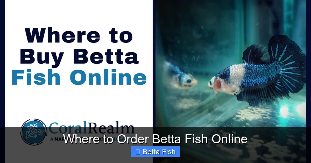 Where to Order Betta Fish Online