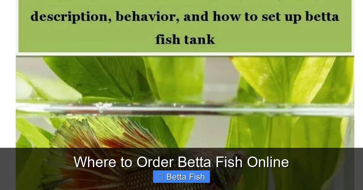 Where to Order Betta Fish Online