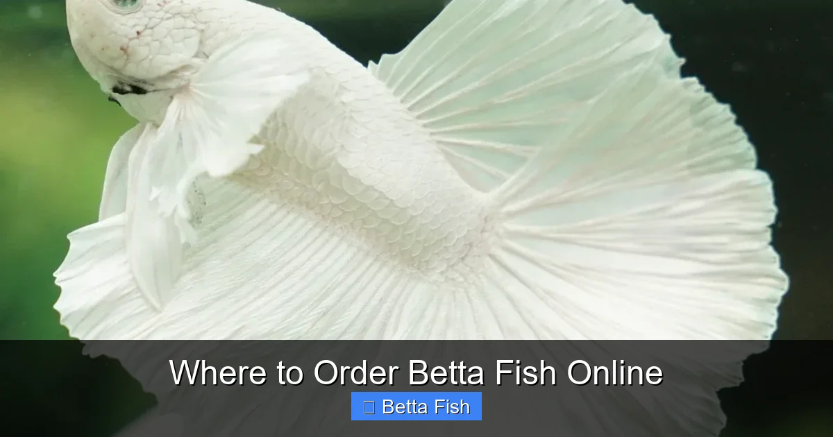 Where to Order Betta Fish Online