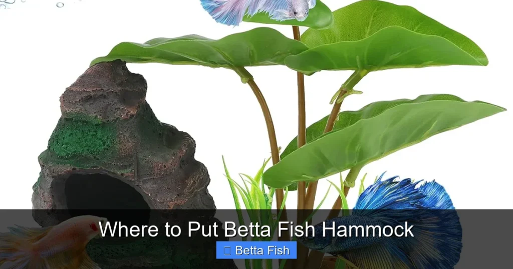 Where to Put Betta Fish Hammock